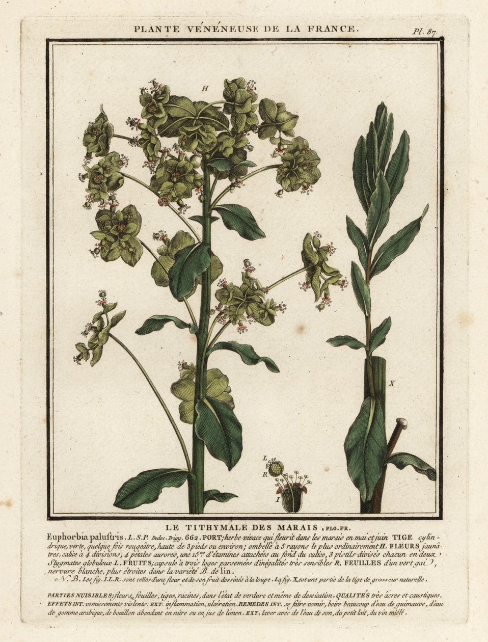 Marsk spurge, Euphorbia palustris. af Unbekannter Künstler