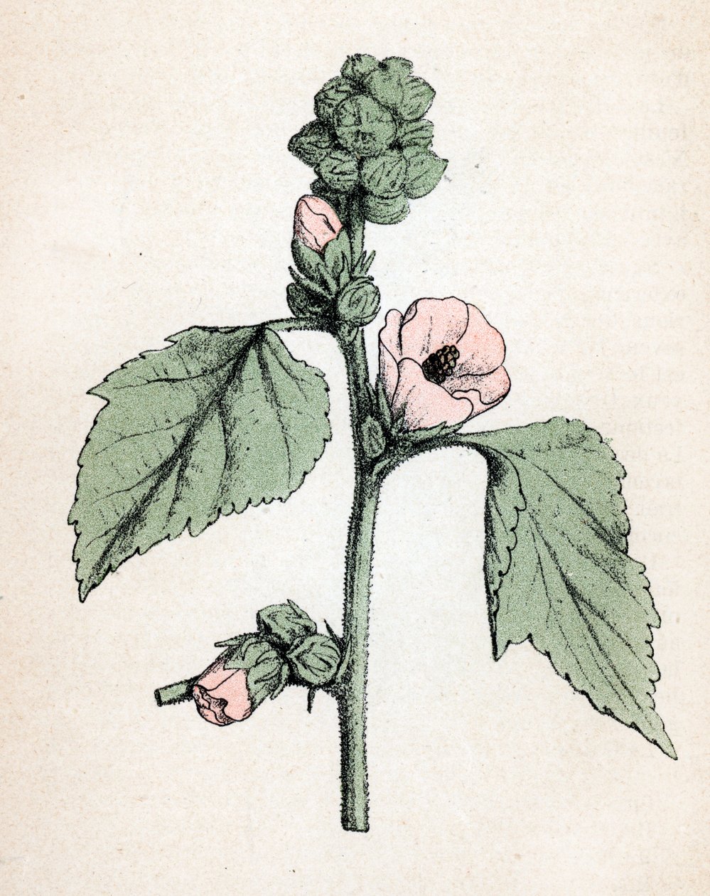 Marshmallow officinale (Althaea officinalis) (hvid malurt) (skumfidus, sumpmalurt) Botanisk planche fra "Atlas colorie des plantes medicinales" af Paul Hariot af Unbekannter Künstler