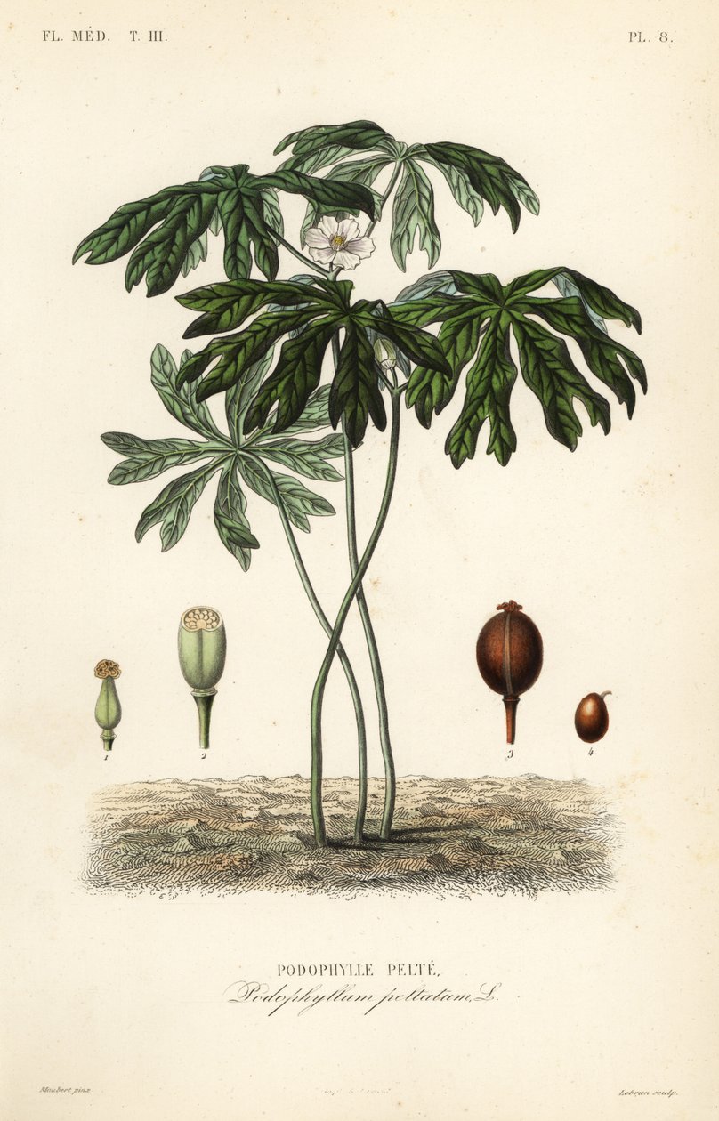 Mayapple eller amerikansk mandrake, Podophyllum peltatum, Podophylle pelte af Unbekannt