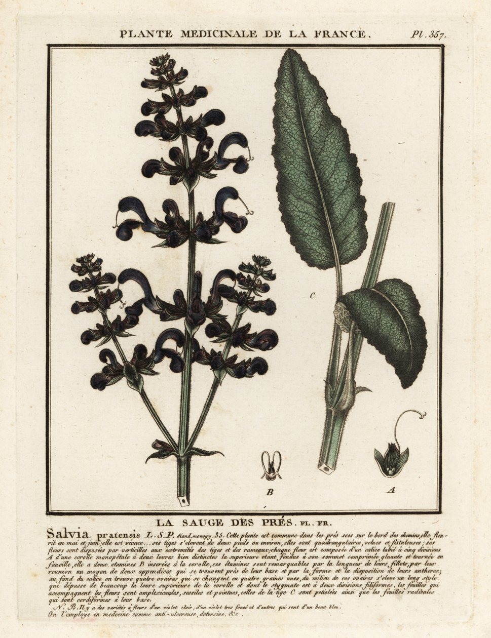 Enge, Salvia pratensis. af Unbekannter Künstler