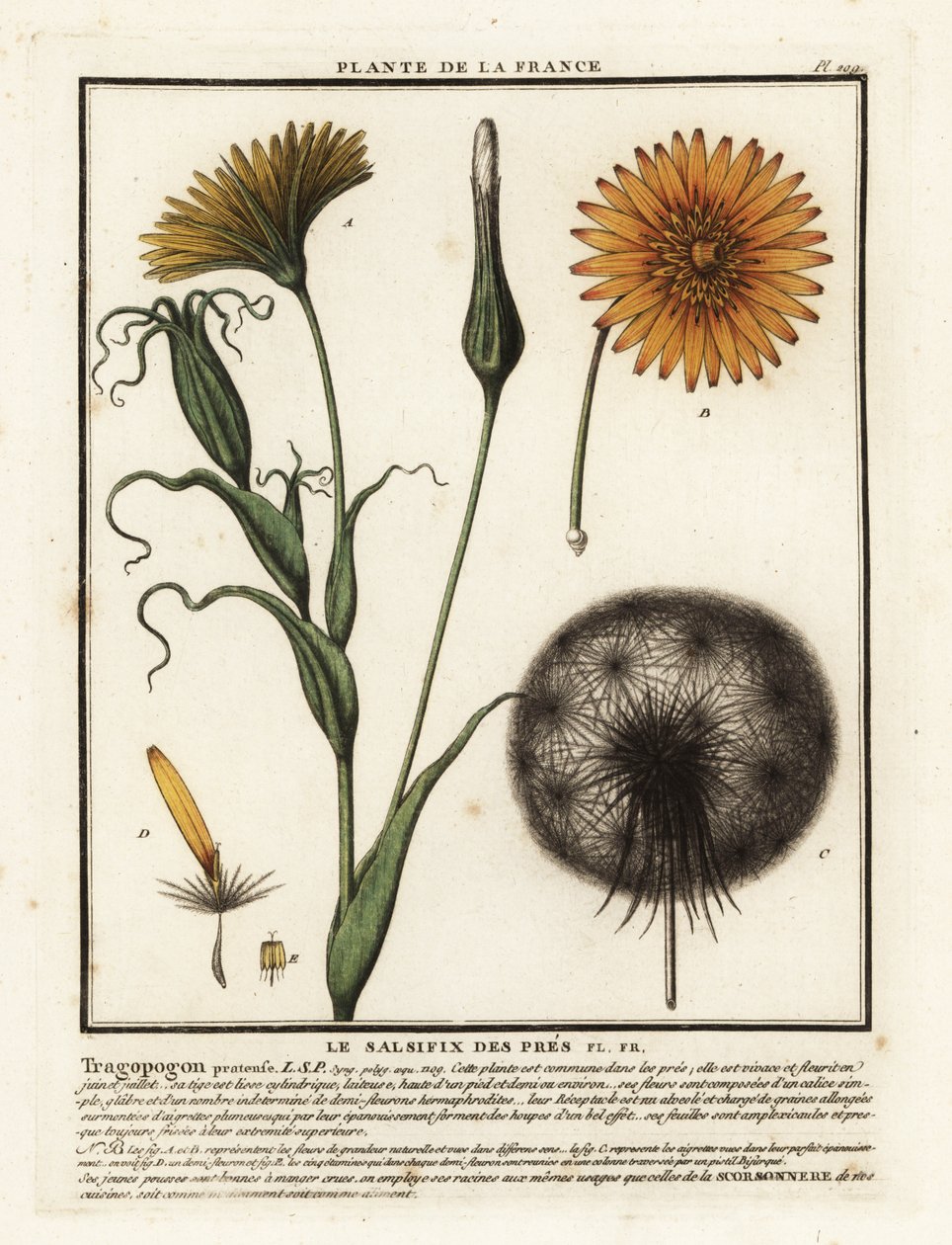 Engskælv, Tragopogon pratensis. af Unbekannter Künstler