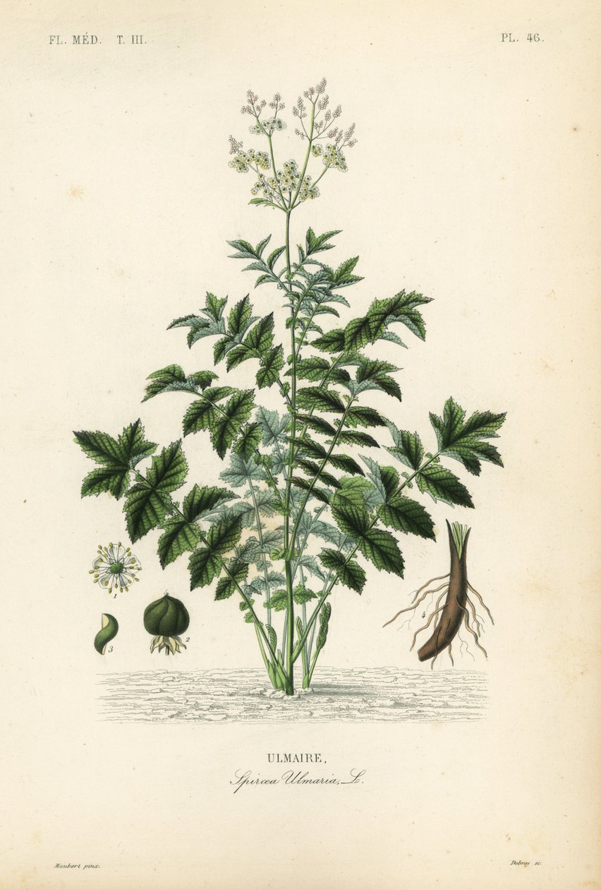 Engsød eller mjødurt, Filipendula ulmaria, Spiraea ulmaria, Ulmaire af Unbekannt