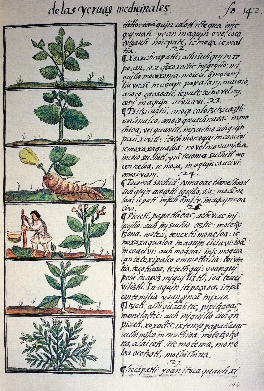 Lægeplanter, tekst i Nahuati, fra faksimile af manuskript General History of Things of New Spain, også kendt som Florentine Codex, af Bernardino de Sahagun af Benjamin Baud