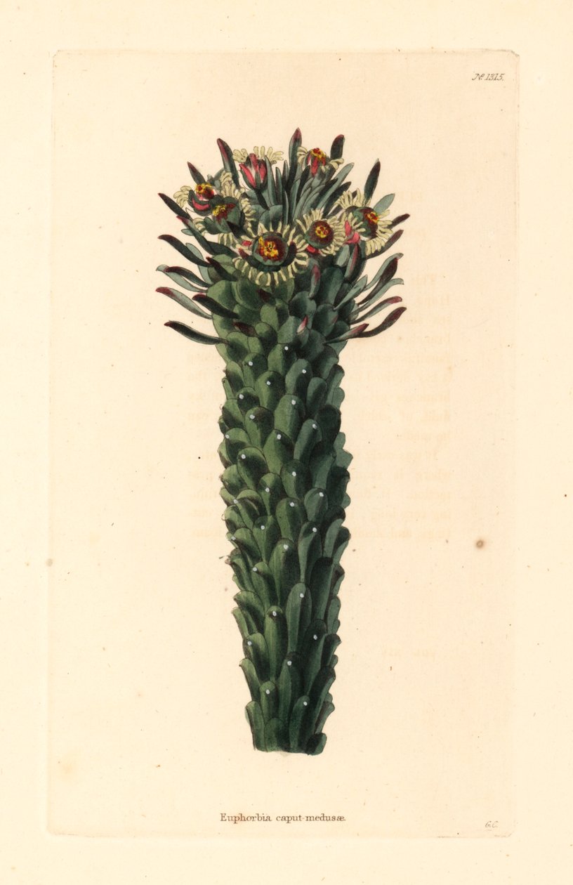 Medusas hoved, Euphorbia caput-medusae. Håndkoloreret kobberstik af George Cooke fra Conrad Loddiges