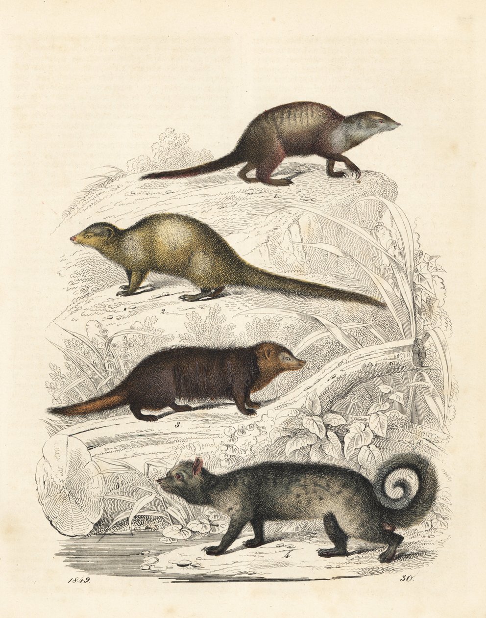 Surikat, Suricata suricatta 1, indisk grå mungo, Herpestes edwardsii 2, almindelig kusimanse, Crossarchus obscurus 3, og asiatisk palmecibet, Paradoxurus hermaphroditus 4. Håndkoloreret litografi fra Carl Hoffmanns bog om verden, Stuttgart. af Unbekannter Künstler