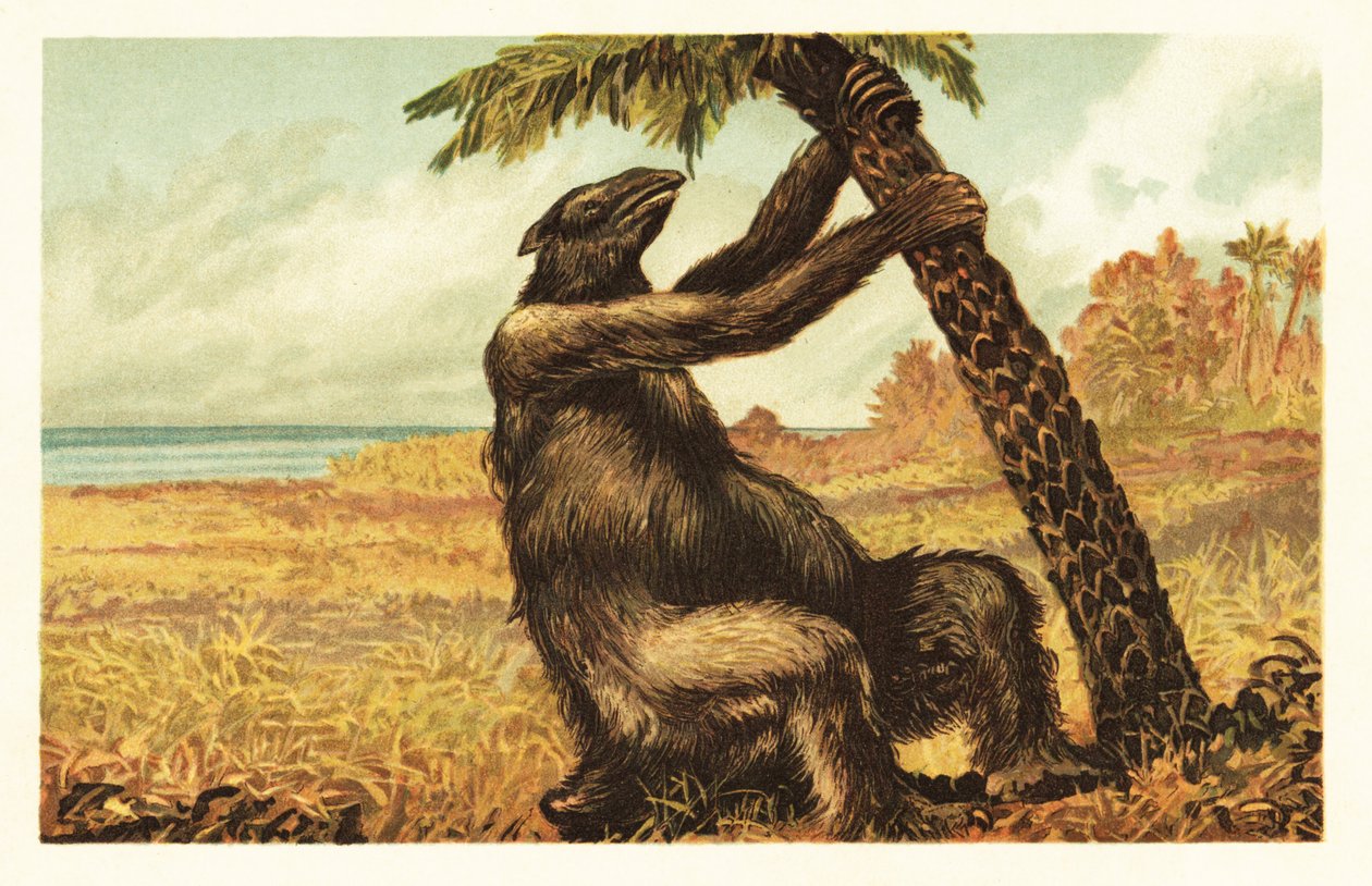 Megatherium americanum trækker på en palme.1908 (litografi) af Unbekannter Künstler