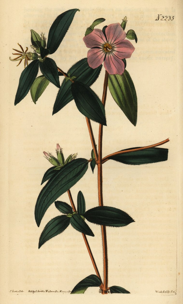 Melastoma osbeckioides. Håndkoloreret kobberstik af Weddell efter en illustration af John Curtis fra Samuel Curtis
