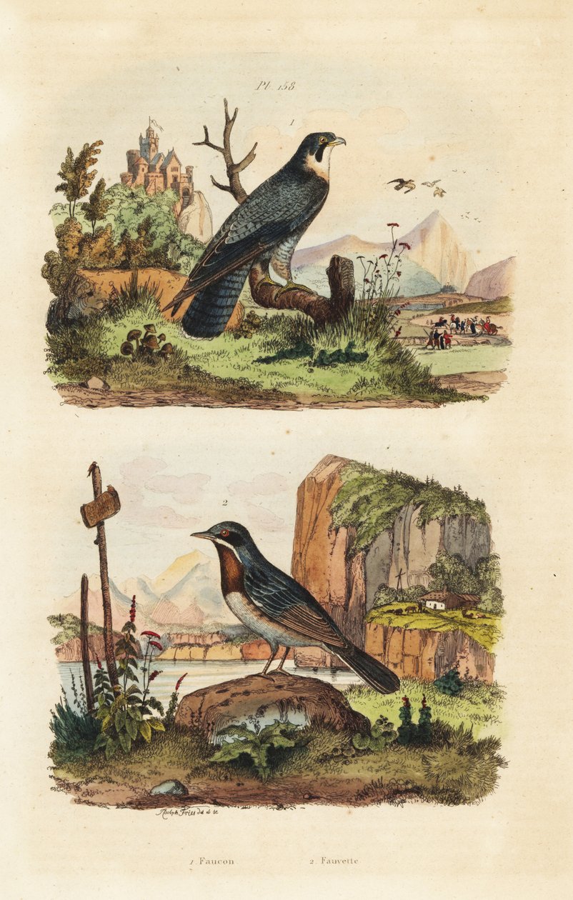 Merlin, Falco columbarius og Moltonis sanger, Sylvia subalpine af Unbekannt