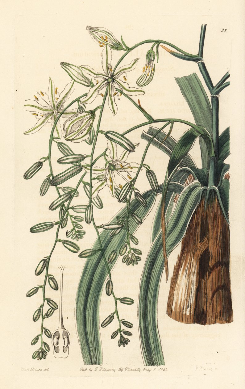 Mexicansk sæbeurt - Bølgetbladet sæbeurt, Chlorogalum pomeridianum var. divaricatum (Betlehemsstjerne, Ornithogalum divaricatum). Håndkoloreret kobberstik af George Barclay efter en illustration af Miss Sarah Drake fra Edwards