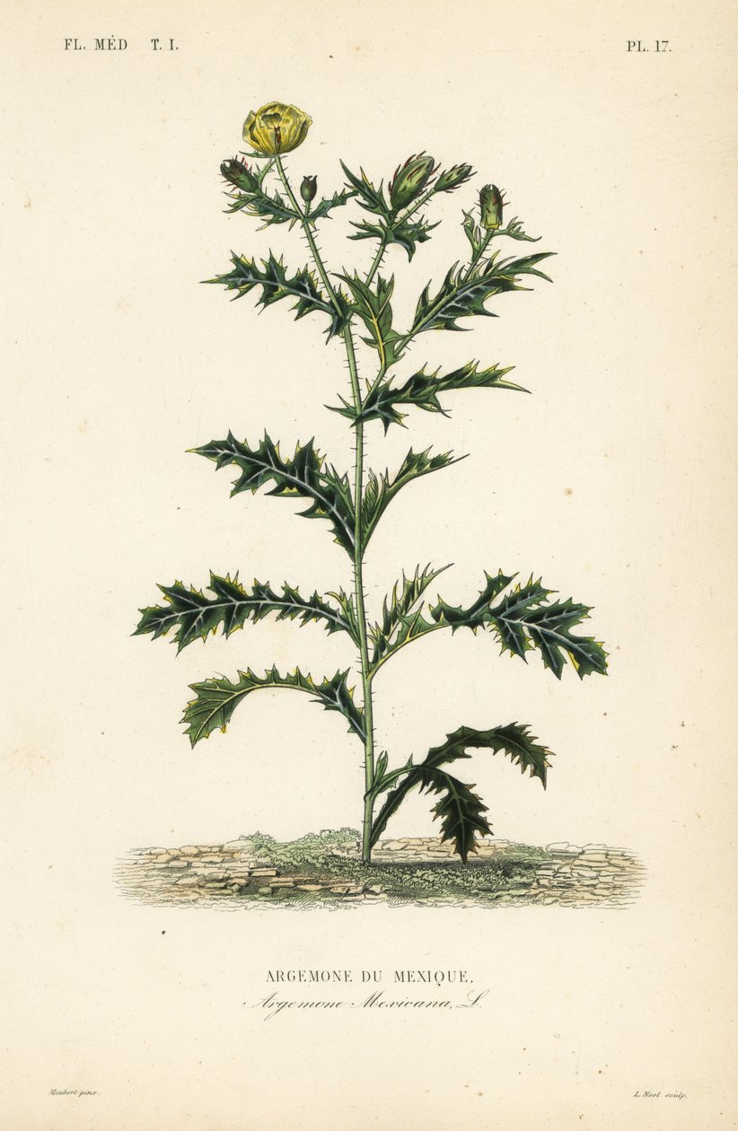 Mexicansk valmue eller blomstrende tidsel, Argemone mexicana, Argemone du Mexique af Unbekannt