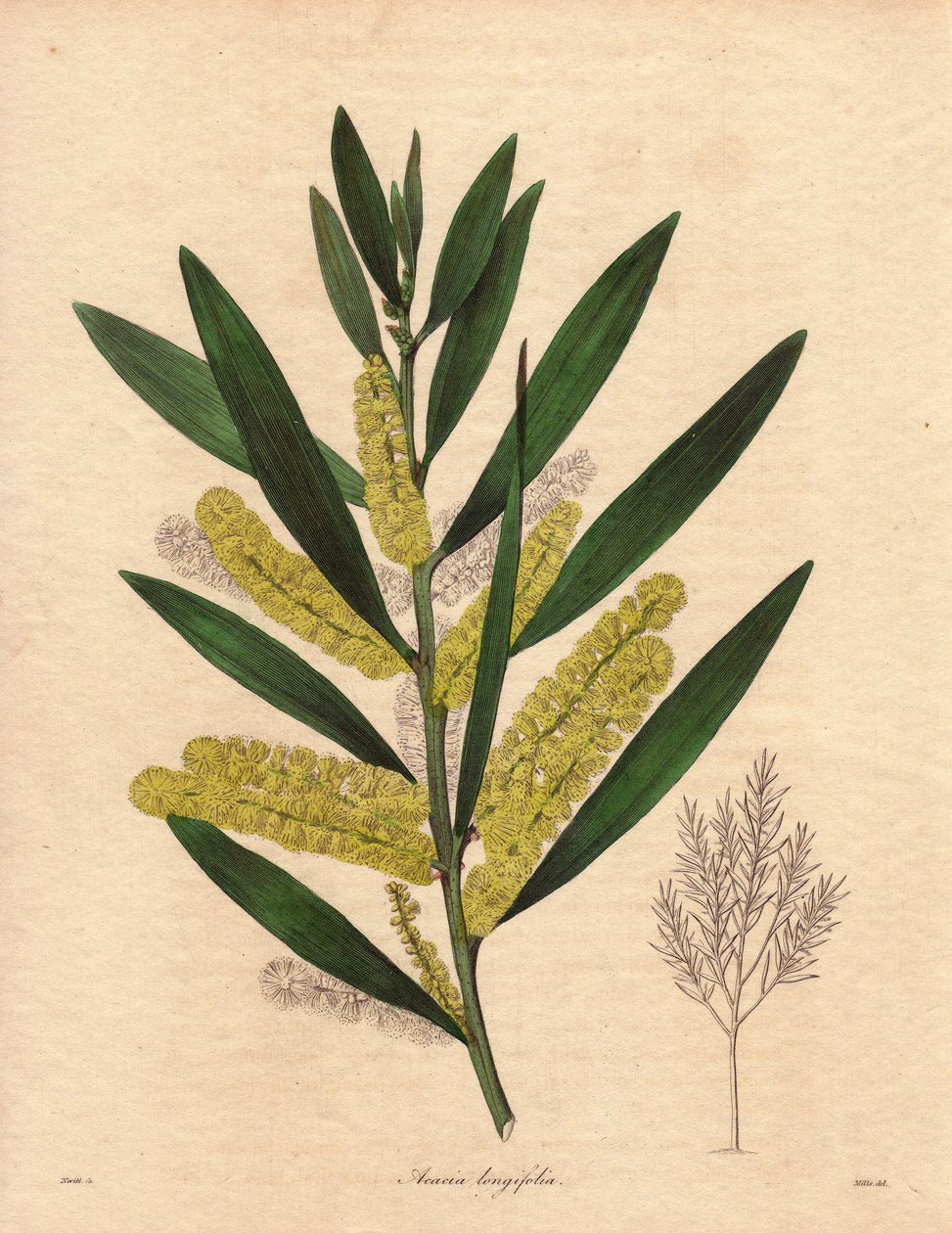 Mimosalarve (Acacia longifolia), busk med vedvarende løv, op til 3 til 6 meter høj, med blomsterstand i lange, citrongule episoder, meget duftende. Planten er hjemmehørende i New Holland (Australien), indført til Storbritannien i 1792. Illustration af R af Unbekannter Künstler