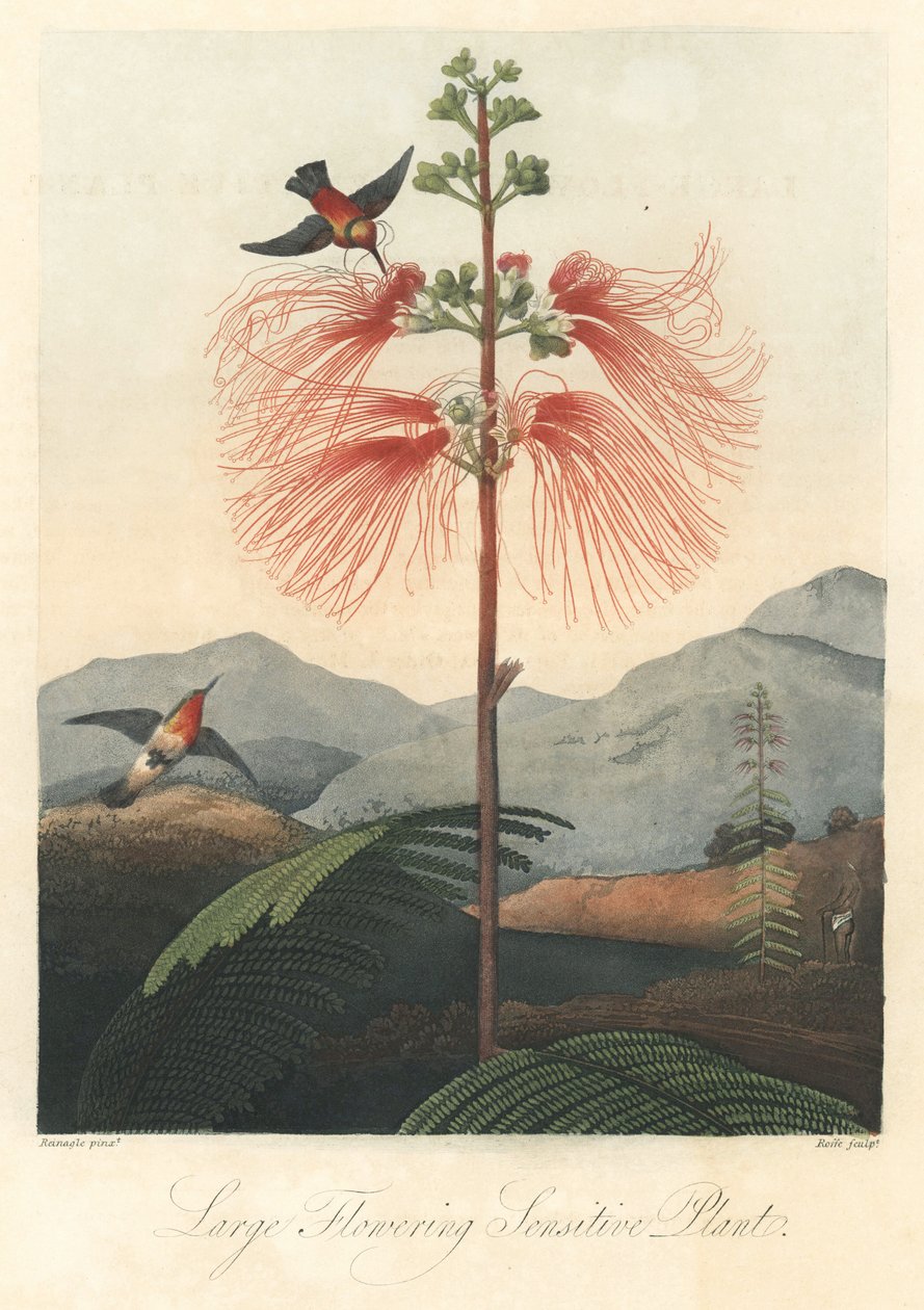 Mind or sensitive mimosa, with hummingbirds Strong water, uddrag fra The Temple of Flora, af Dr. Robert Thornton (1768-1837) af Unbekannter Künstler