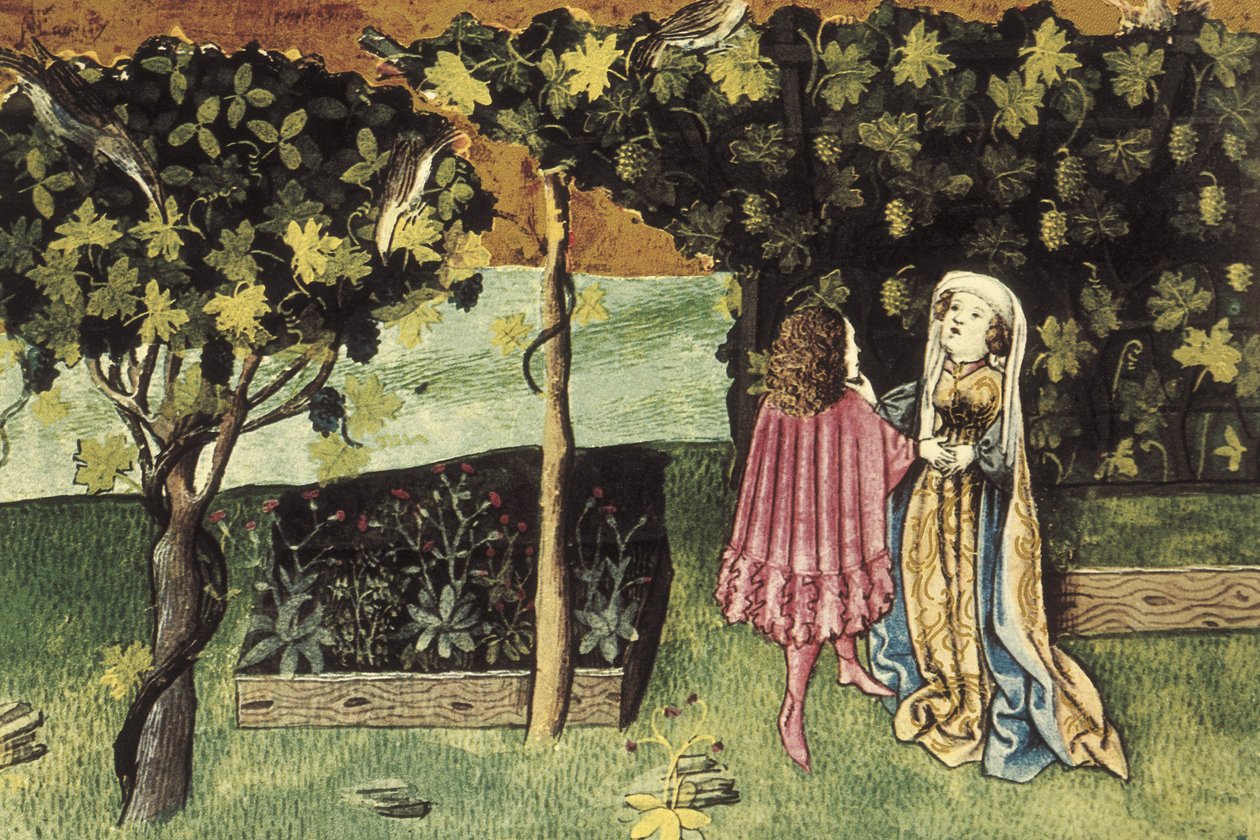 Miniature på vindruer, frugt der reducerer mavefedt og slanker - IBN BUTLAN, Abu-l Hasan al-Mujtar (ca. 1001 - 1066). Nestoriansk kristen læge og filosof fra Baghdad. Folio 83r. Illustration om vindruer, en frugt, der sænker mavefedtet og tynder ud. af Unbekannter Künstler