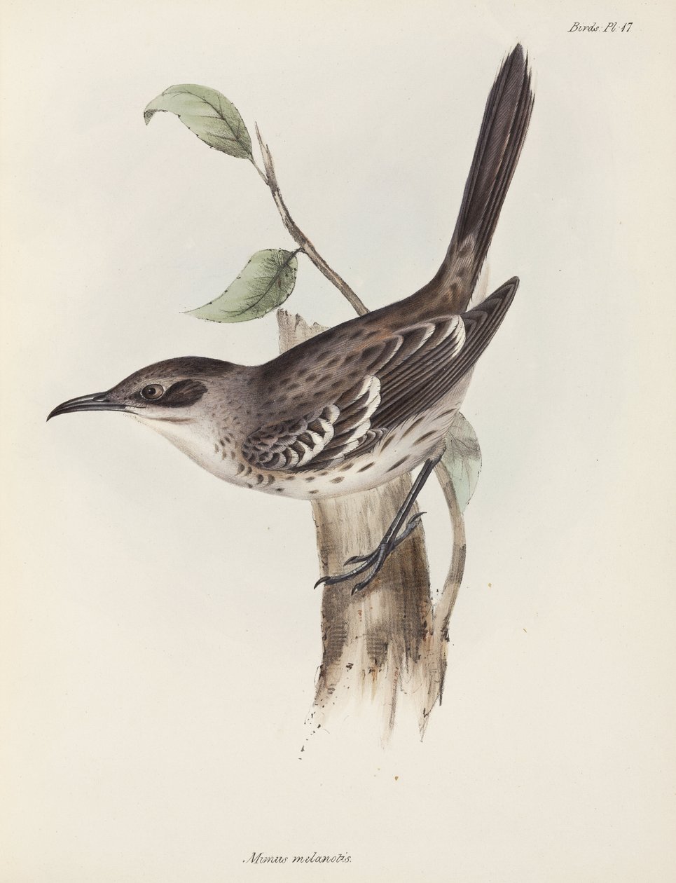 Mockingbird, Galapagosøerne, ca. 1832-1836 af Unbekannter Künstler