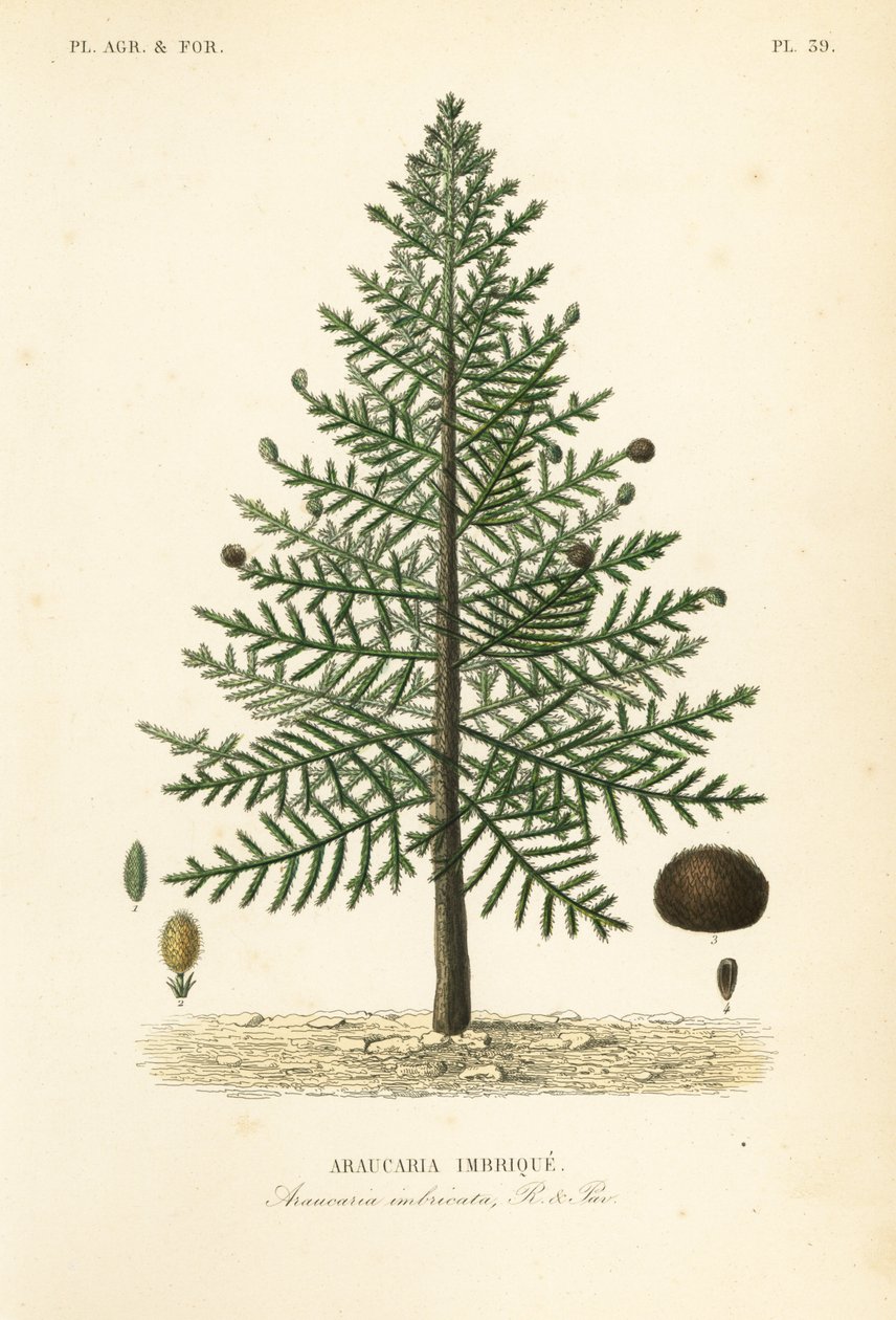 Abepusletræ eller chilensk fyr, Araucaria imbricata, Araucaria imbricata, Araucaria imbrique af Unbekannt