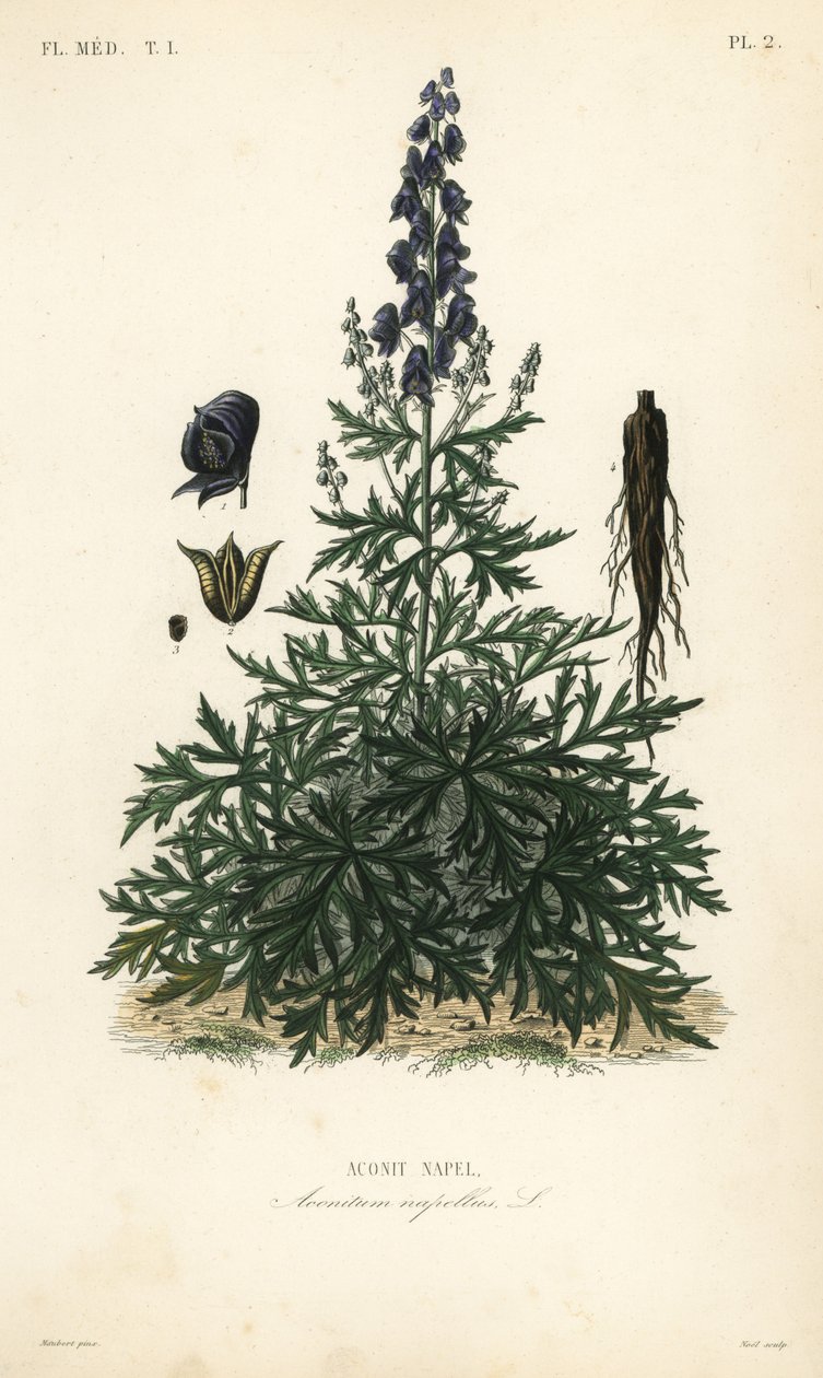 Munkehætte, akonit eller ulvebane, Aconitum napellus, Aconit napel af Unbekannt