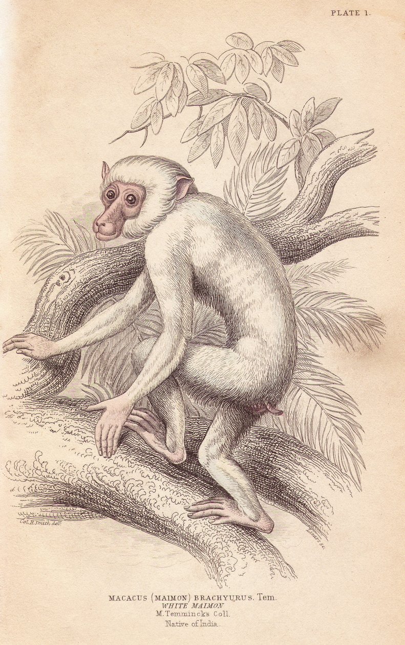 Hedeaber, Macaca maura (Macacus maimon brachyurus). Hvid maimon, der menes at være en albinounge. Håndkoloreret stålstik af Lizars efter en illustration af Charles Hamilton Smith fra William Jardine
