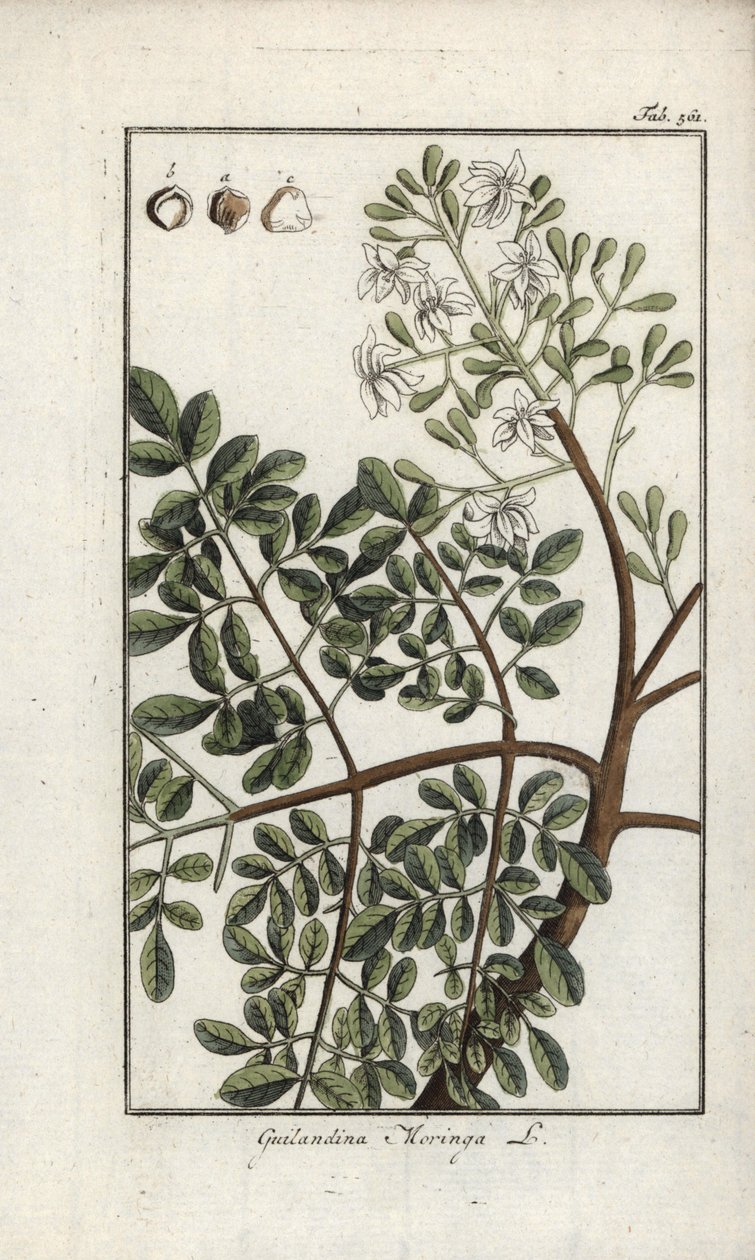 Moringa (Moringa oleifera). Litografi fra "Afbeelding der Artseny-Gewassen" af Johannes Zorn (1739-1799), Holland af Unbekannter Künstler