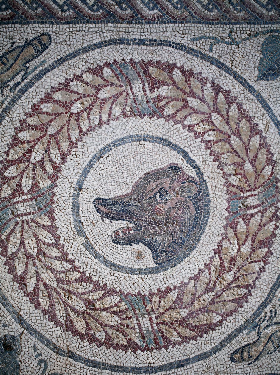 Mosaik af peristylen. Detalje, der repræsenterer et bjørnehoved. 3. - 4. århundrede. Romersk villa i Casale, Sicilien. UNESCO-sted. af William M. Timlin