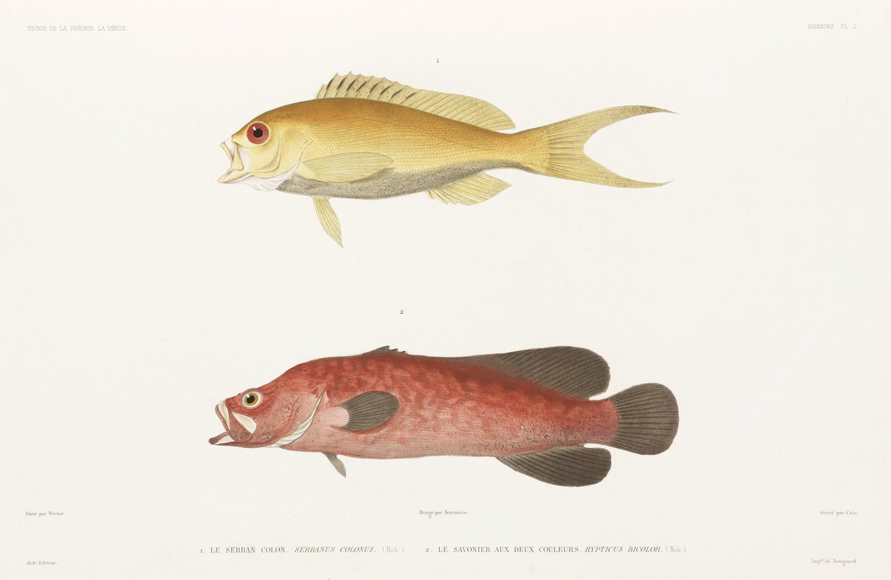 Plettet sæbefisk og Ruby Anthias af Unbekannter Künstler