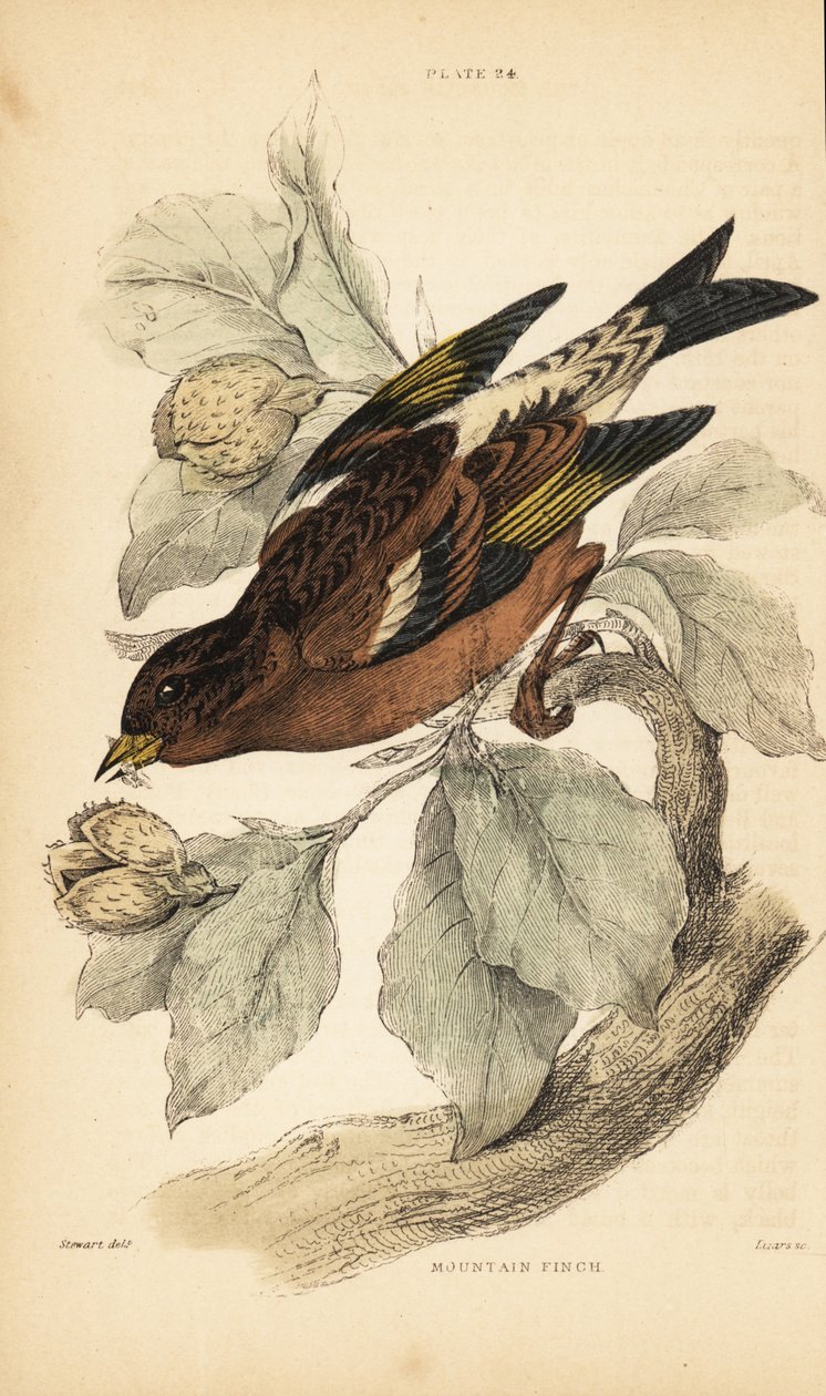 Bjergfinke eller tornefisk, Fringilla montifringilla.1889 (gravering) af Unbekannter Künstler