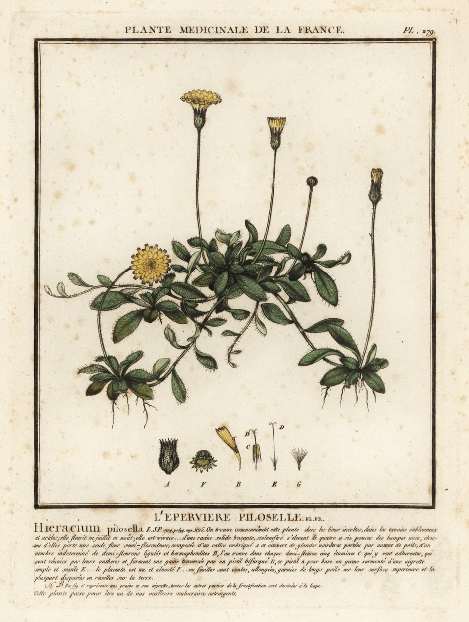 Musørehøgeurt, Pilosella officinarum. af Unbekannter Künstler
