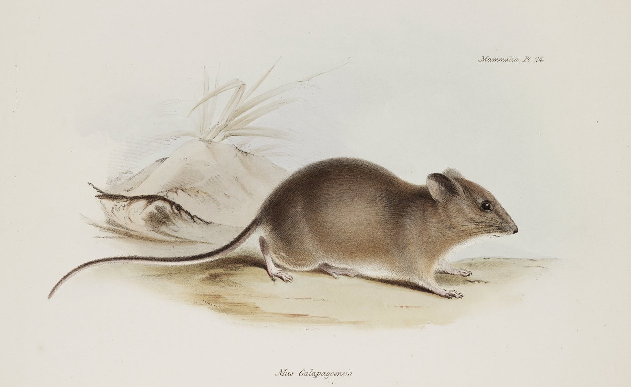 Mus, Galapagosøerne, c 1832-1836 af Unbekannter Künstler