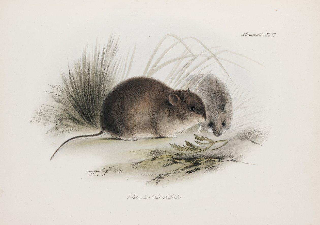 Mus, Tierra del Fuego, Sydamerika, c 1832-1836 af Unbekannter Künstler