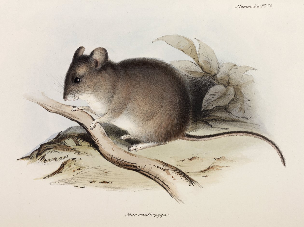 Mus, c 1832-1836 af Unbekannter Künstler