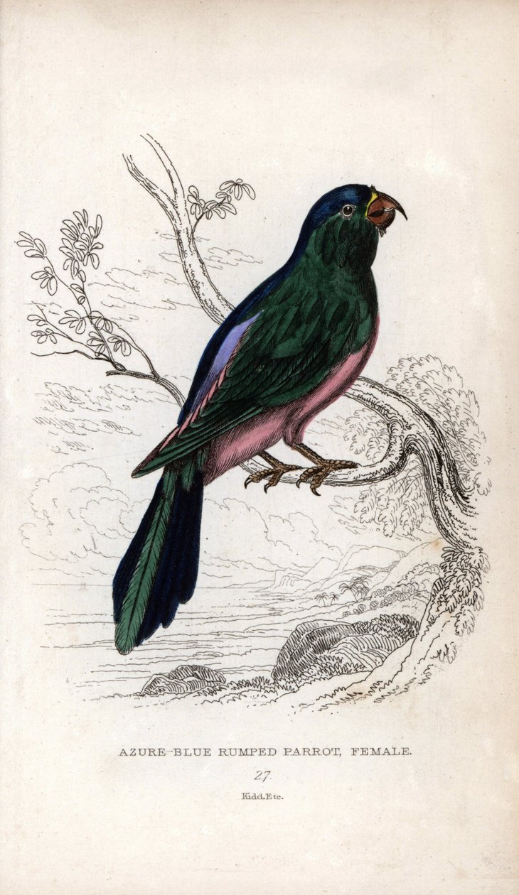 Mullers parakit, Tanygnathus sumatranus. Psittacus cyanopygius (hun). Litografi af Joseph Kidd, baseret på en tegning af John Audubon, i Miscellany of Natural History: Parrots, Sir Thomas DiK Lauder and Captain Thomas Brown, udgivet i Edinburgh, Sco af Unbekannter Künstler