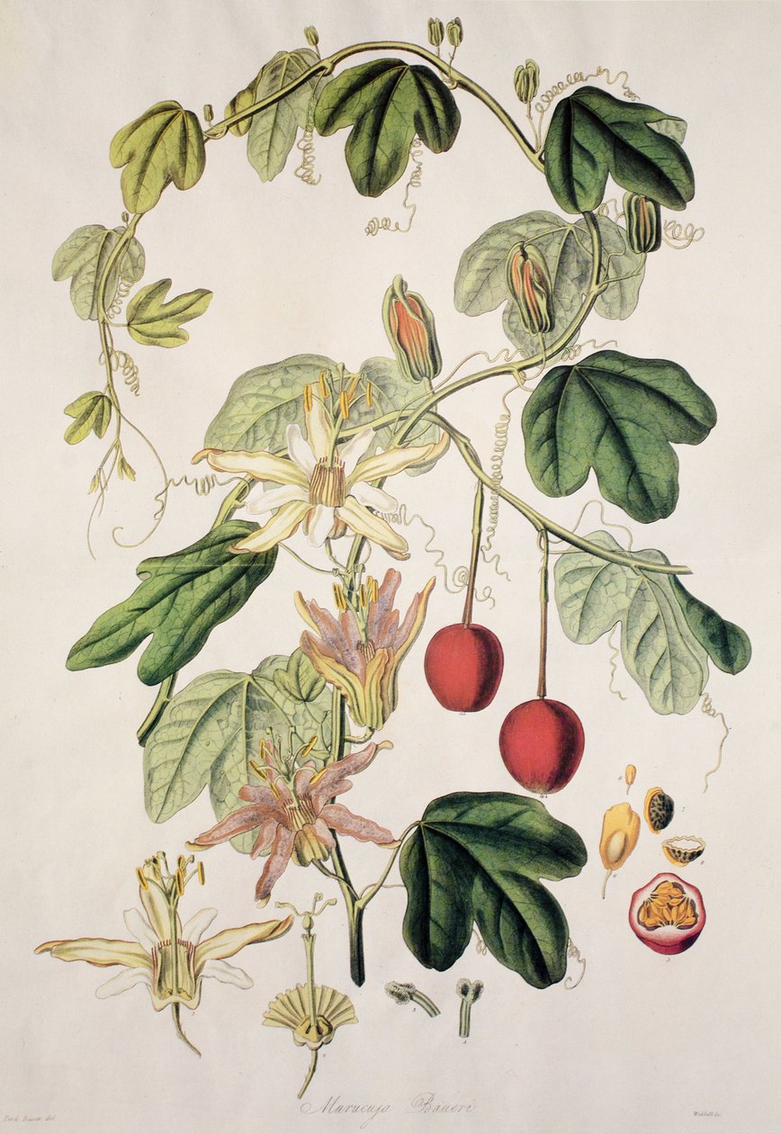 Murucuja baueri/Passionsblomst/Passionsblomst/Passionsblomst af Unbekannt
