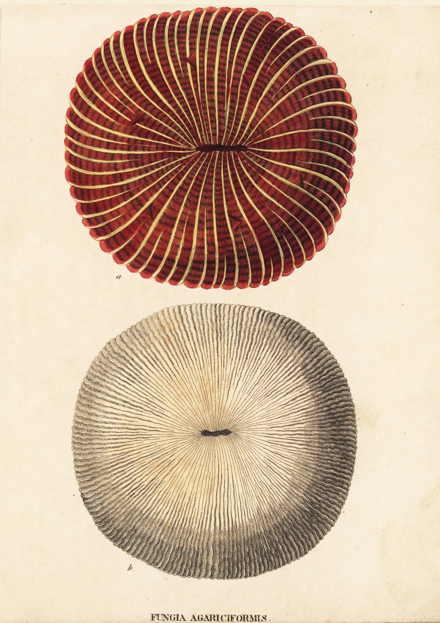 Svampekoral, Fungia fungites (Fungia agariciformis). Håndkoloreret stålstik fra Georg Friedrich Treitschkes naturhistoriske galleri, Naturhistorischer Bildersaal des Thierreiches, Liepzig-1842. af Unbekannter Künstler