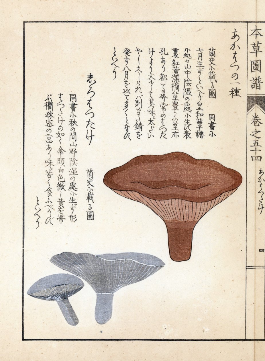 Svampe: akahatsu lacatire og hvid shirohatsudake - japansk tryk af Kanen Iwasaki (1786-1842), fra Honzo Zufu, illustrativ guide til medicinske planter af Unbekannter Künstler