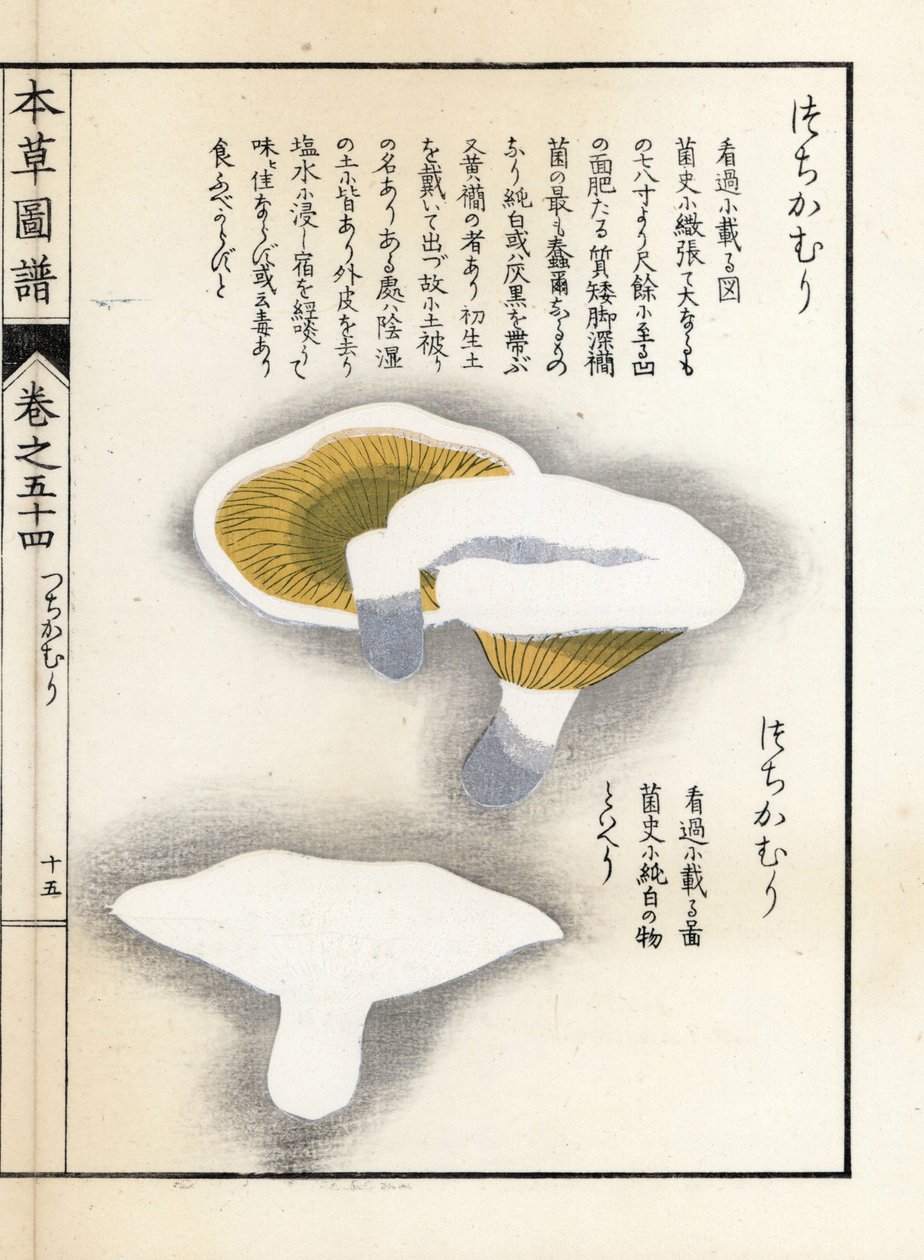 Svampe: mælkepeber - japansk tryk af Kanen Iwasaki (1786-1842), fra Honzo Zufu, illustrativ guide til medicinske planter af Unbekannter Künstler
