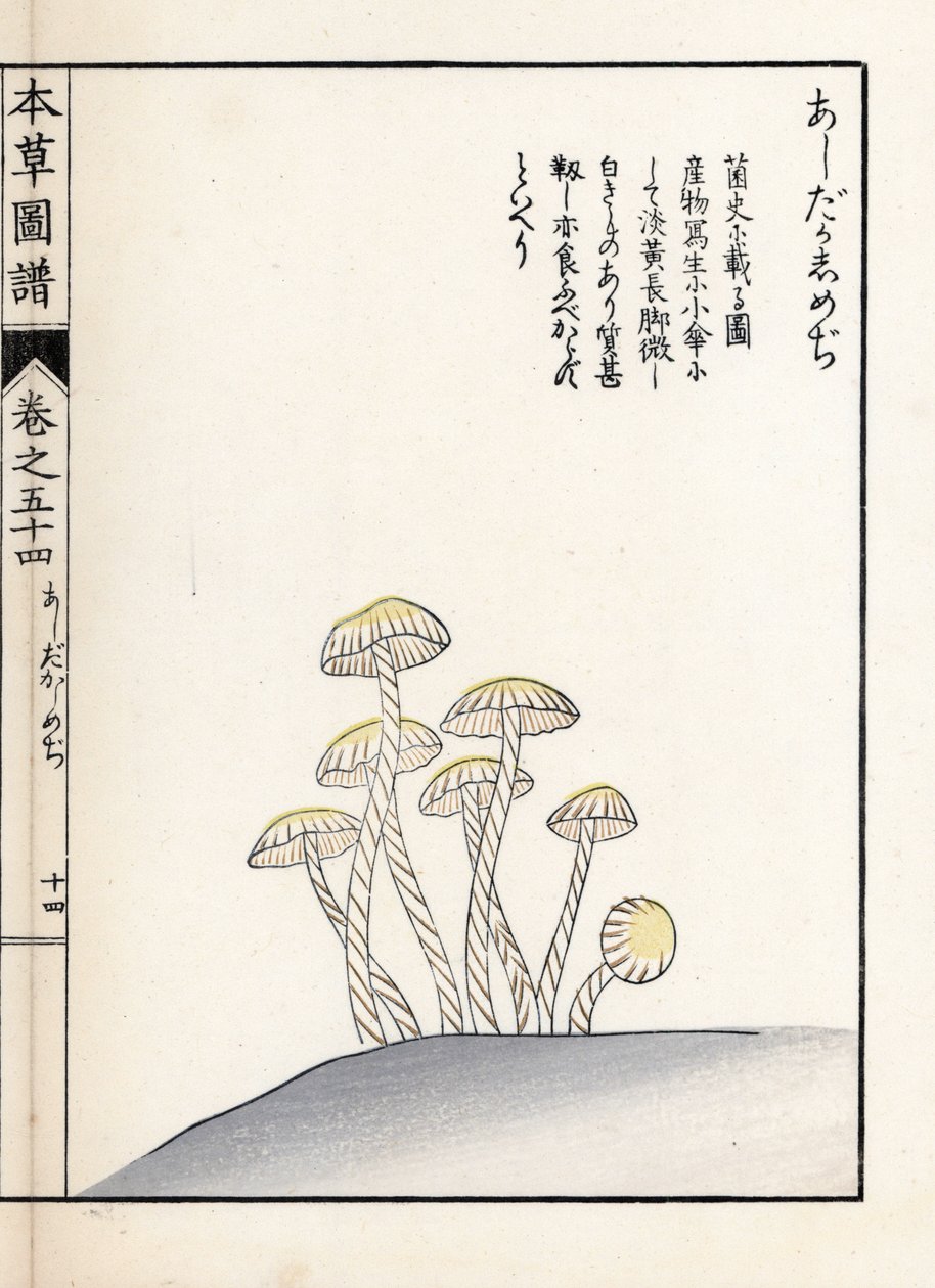 Svampe: shimeji ashitaka - japansk tryk af Kanen Iwasaki (1786-1842), fra Honzo Zufu, illustrativ guide til medicinske planter af Unbekannter Künstler