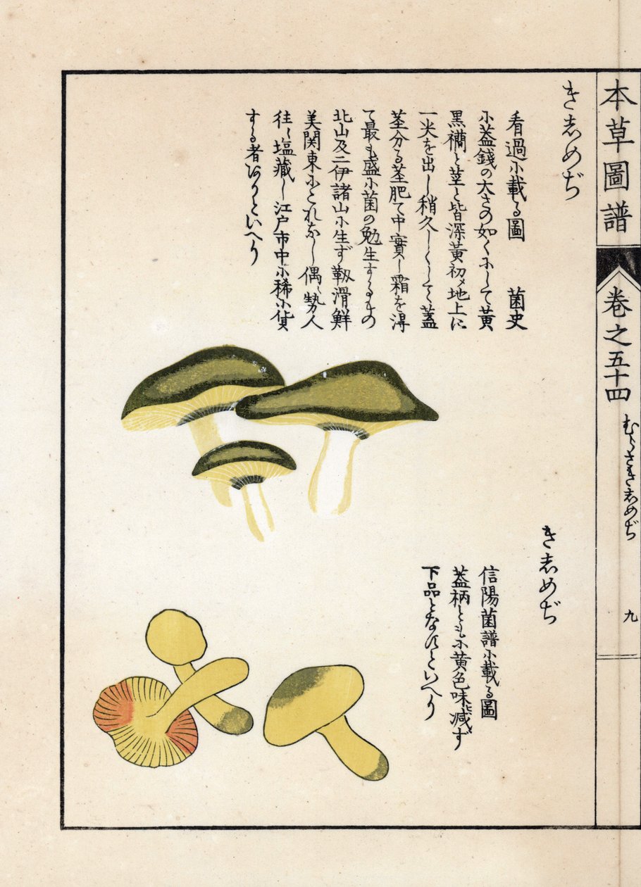 Svampe: varianter af ryttertricholomer eller riddere (eller gule) - japansk tryk af Kanen Iwasaki (1786-1842), fra Honzo Zufu, illustrativ guide til medicinske planter af Unbekannter Künstler