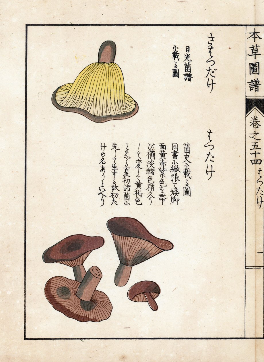 Svampe: sorter af mælkesvampe (spiselige) - japansk tryk af Kanen Iwasaki (1786-1842), fra Honzo Zufu, illustrativ guide til medicinske planter af Unbekannter Künstler