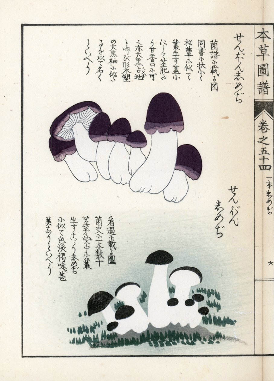 Svampe: sorter af shimeji (spiselige) - japansk tryk af Kanen Iwasaki (1786-1842), fra Honzo Zufu, illustrativ guide til medicinske planter af Unbekannter Künstler