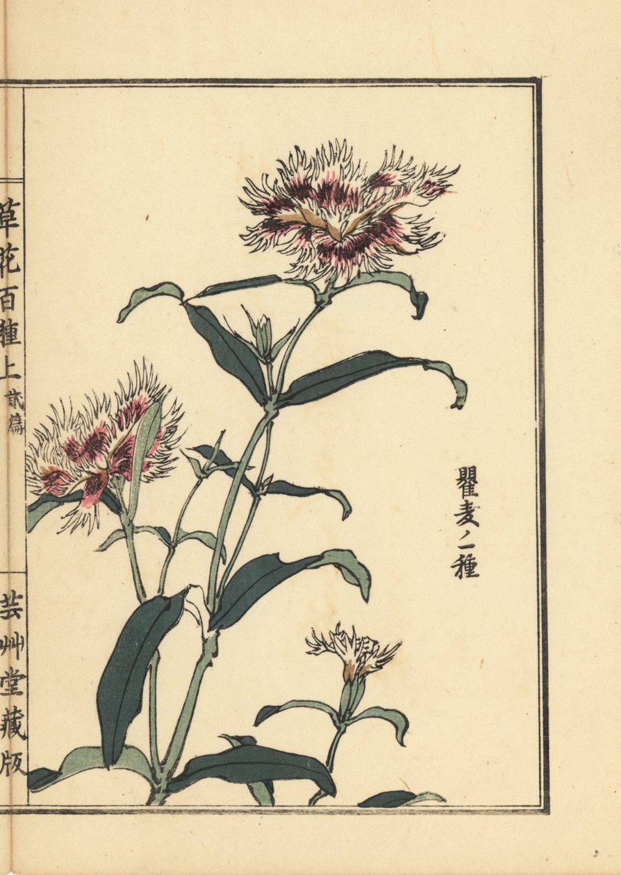 Nadeshiko eller frynserosa, Dianthus monspessulanus. Håndkoloreret træsnit af Kono Bairei fra Kusa Bana Hyakushu (One Hundred Varieties of Flowers), Tokyo, Yamada af Unbekannter Künstler