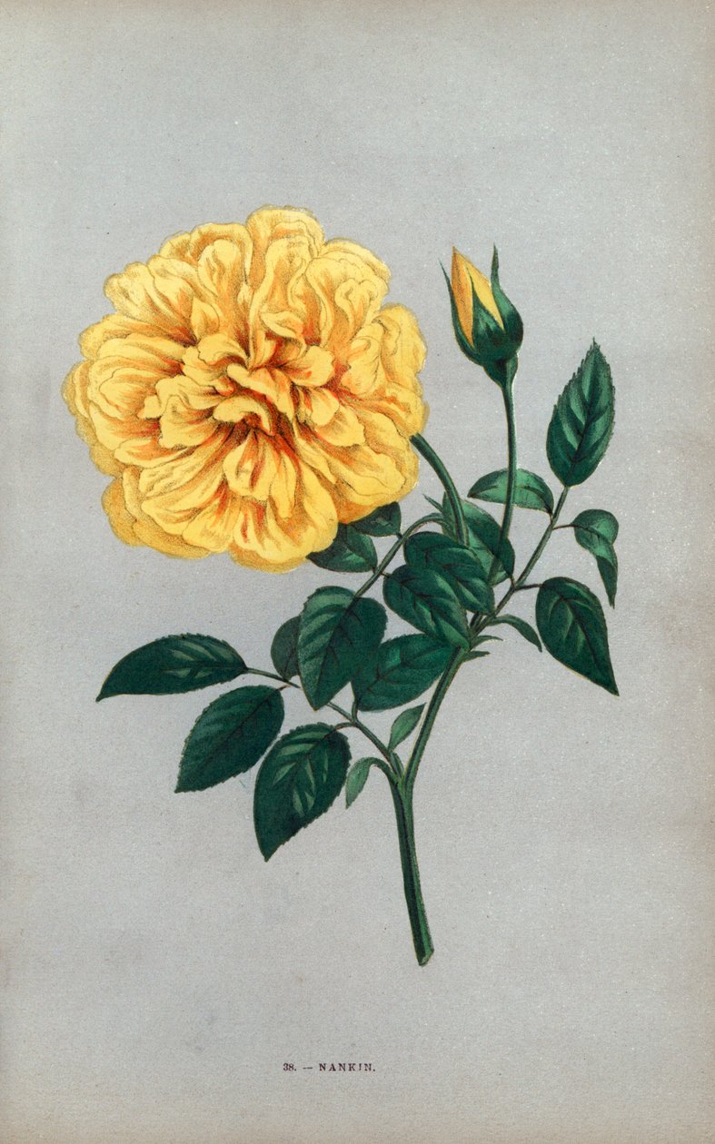 Nanjing-rose, gul variant af te-rose forædlet af Monsieur Ducher i Lyon i 1871. Kromolitografi tegnet og litograferet efter naturen af F. Grobon fra Hippolyte Jamain og Eugene Forneys "Les Roses", Paris, J. Rothschild. af Unbekannter Künstler