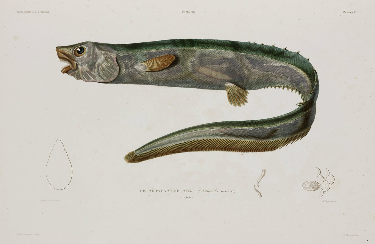 Natacanthus nasus, Island, begyndelsen af det 19. århundrede af Unbekannter Künstler