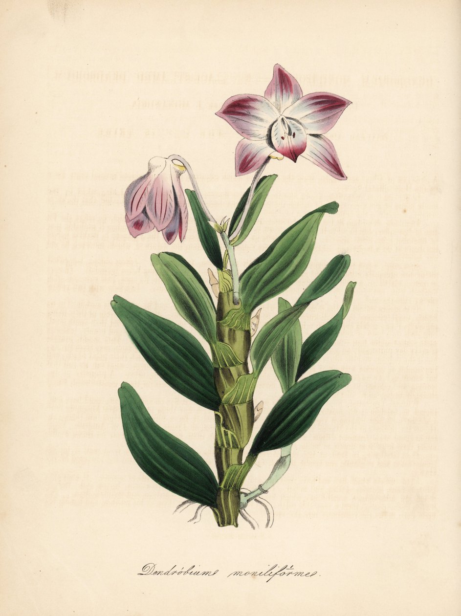 Halskæde-stilket dendrobium eller sekikoku orkidé, Dendrobium moniliforme. Håndkoloreret zinkografi af C. Chabot tegnet af Miss M. A. Burnett fra hendes "Plantae Utiliores: or Illustrations of Useful Plants," Whittaker, London. af Unbekannter Künstler