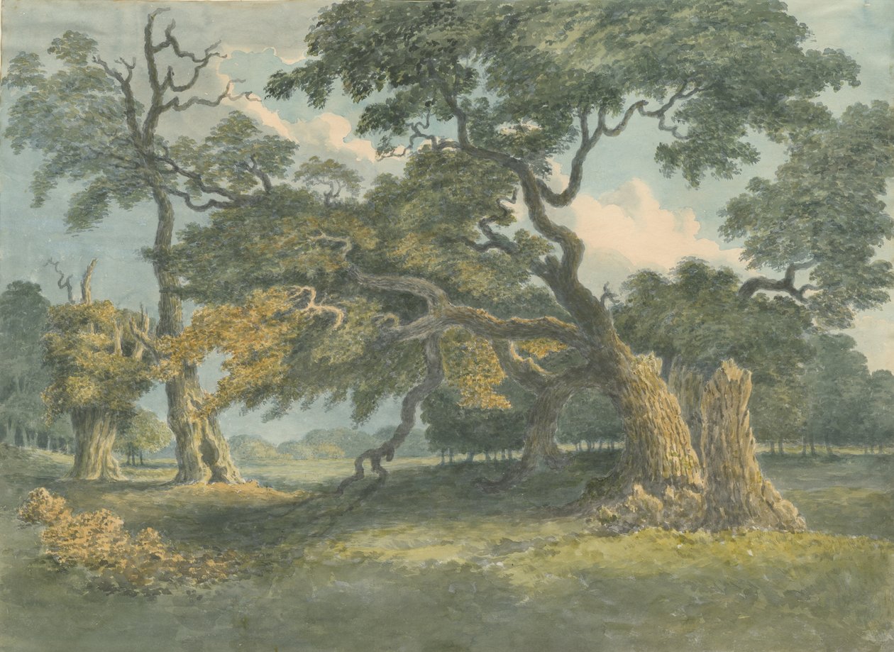 Needwood - Oak Tree: akvarelmaleri, nd [? 1800-tallet] af Unbekannt