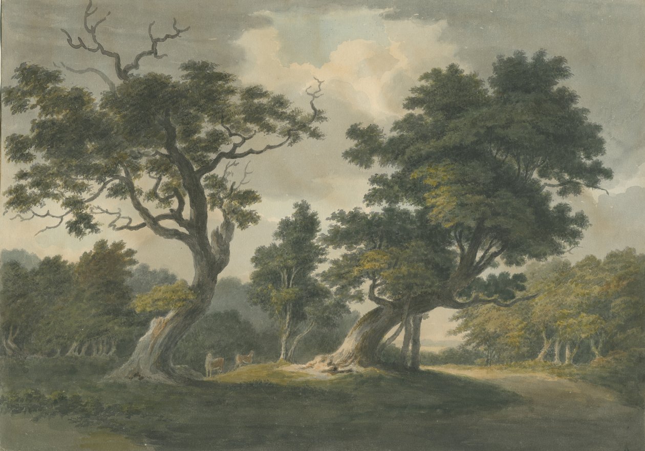 Needwood Forest: akvarelmaleri og [begyndelsen af det 19. århundrede] af Unbekannt