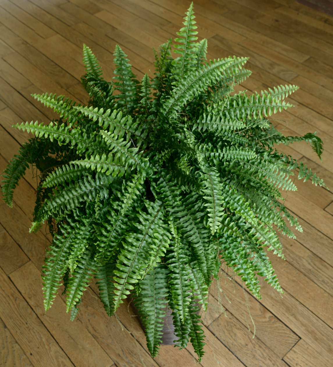 Nephrolepis exaltata, bregne i et hus af Benjamin Baud