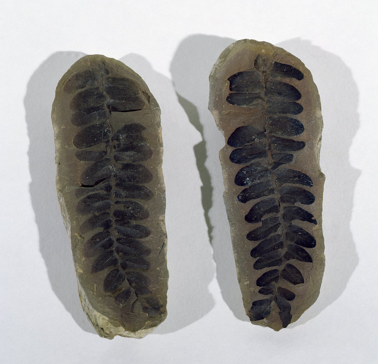 Neuropteris (Frond of Sea Fern) fundet ved Coseley, Staffordshire, Upper Carboniferous Period (foto) af Unbekannt