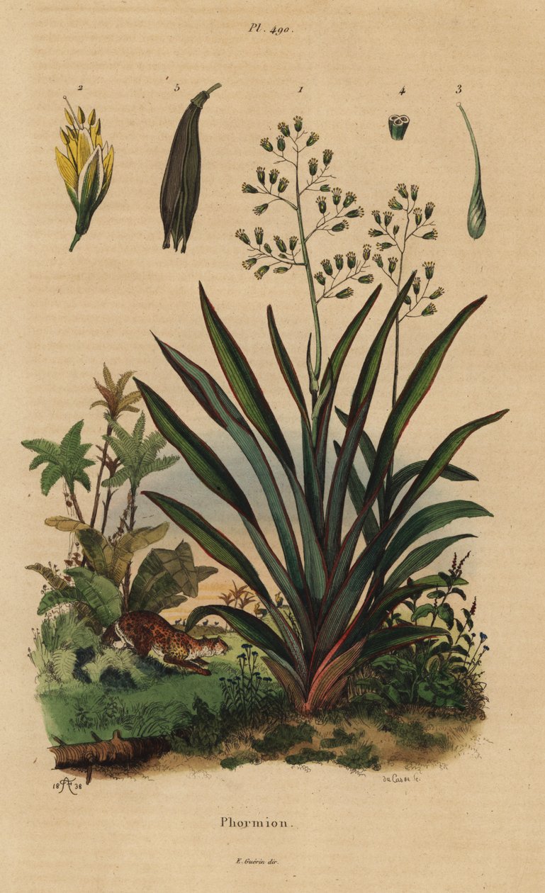 New Zealand hør eller harakeke, Phormium tenax af Unbekannt