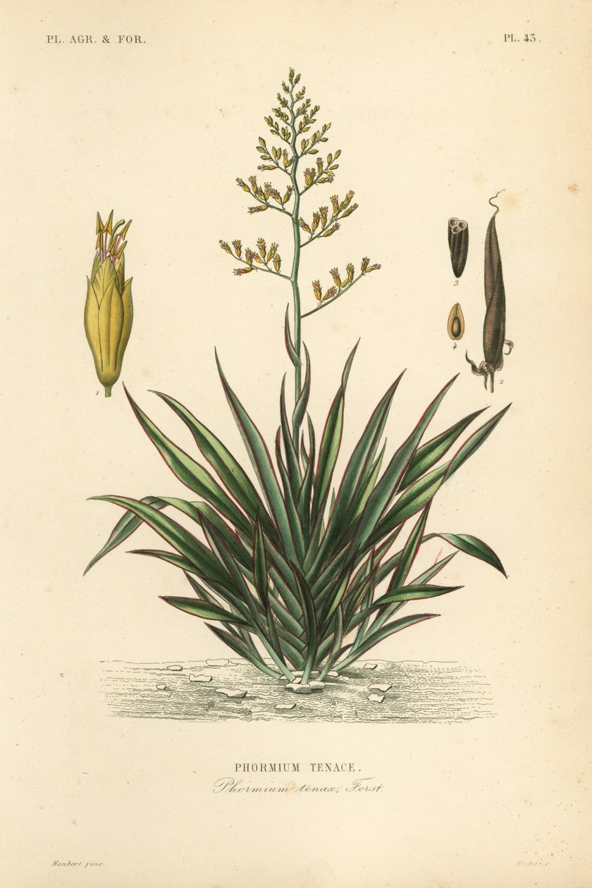 New Zealand hør eller harekeke, Phormium tenax, Phormium tenace af Unbekannt