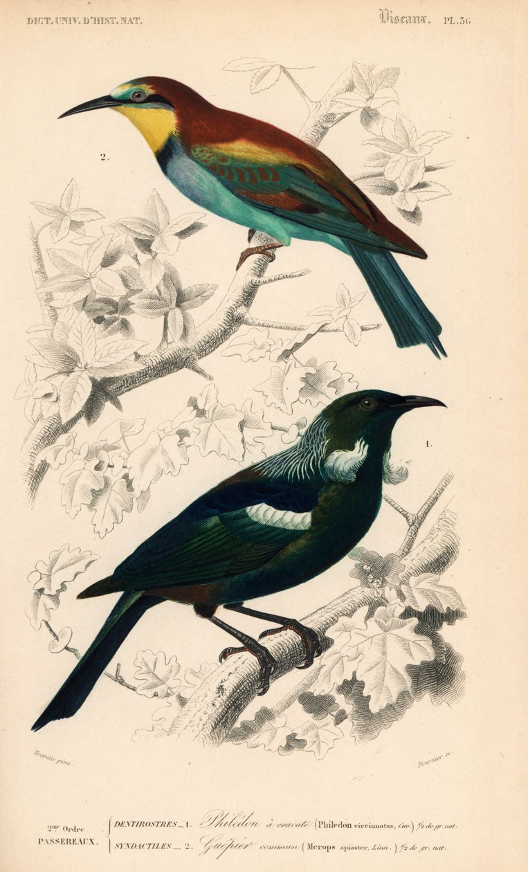 Newzealandsk tuifugl, Prosthemadera novaeseelandiae, og europæisk biæder, Merops apiaster. Håndkoloreret stik af Fournier efter en illustration af Edouard Travies fra Charles d
