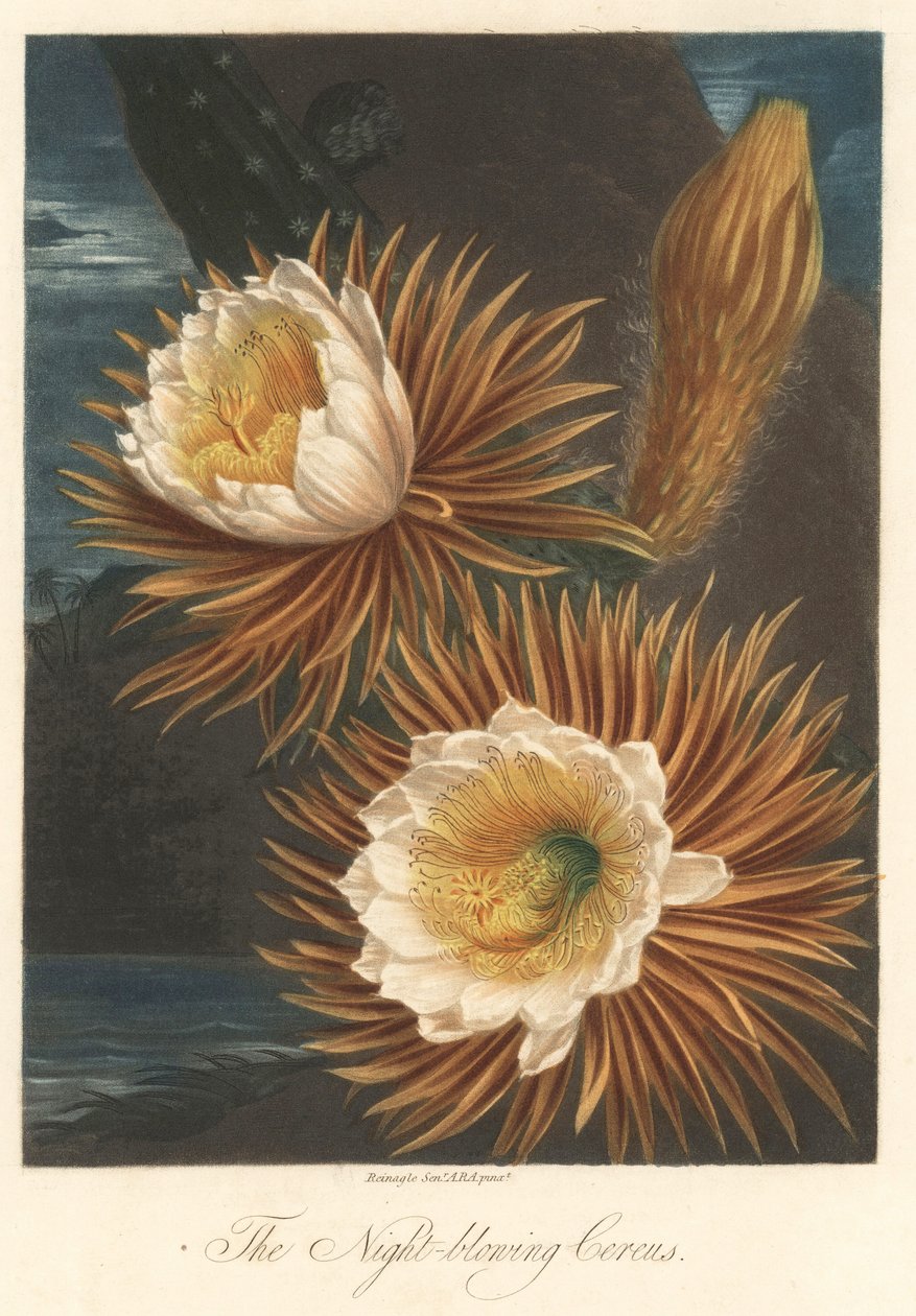 Natlig blomstring af dragefrugtplanten eller pitaya Stærkt vand, hentet fra The Temple of Flora, af Dr. Robert Thornton (1768-1837) af Unbekannter Künstler